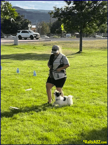 fun, stress-free training for your dog