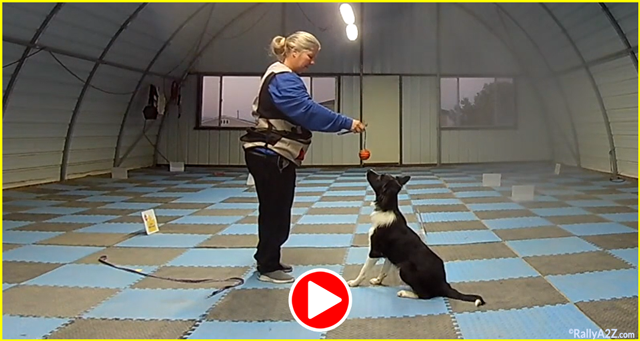 free Rally A2Z training video - Stormy Slow Toy